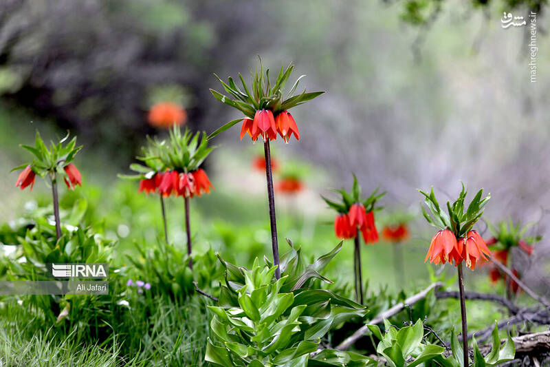 عکس/ دشت لالههای واژگون در ایلام