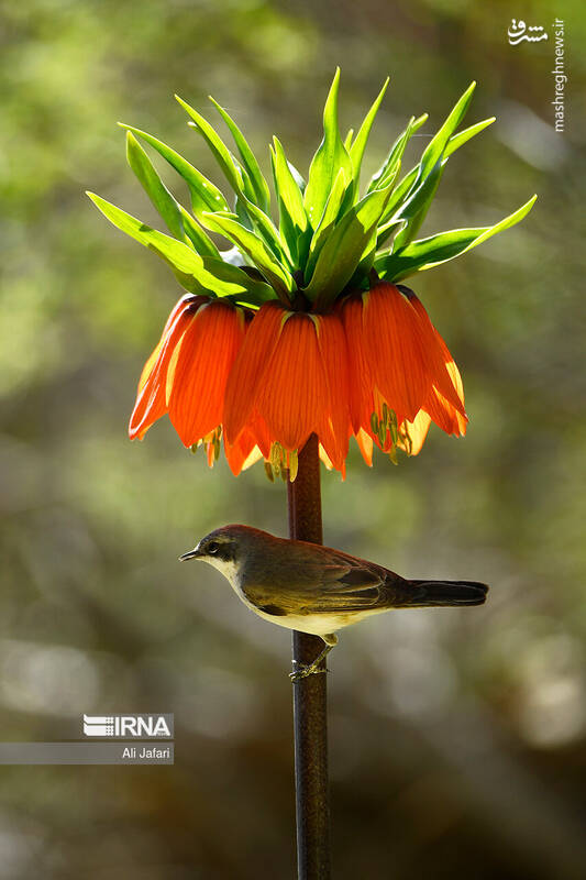 عکس/ دشت لالههای واژگون در ایلام