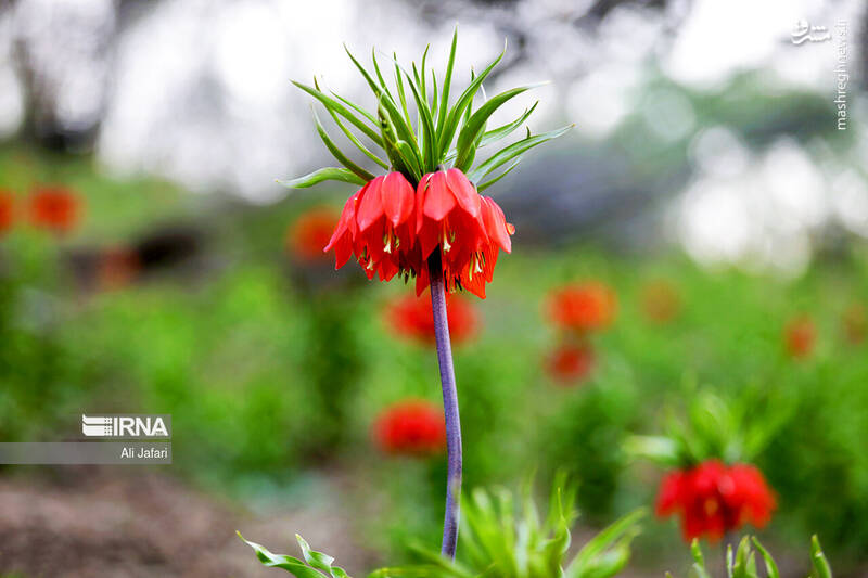 عکس/ دشت لالههای واژگون در ایلام