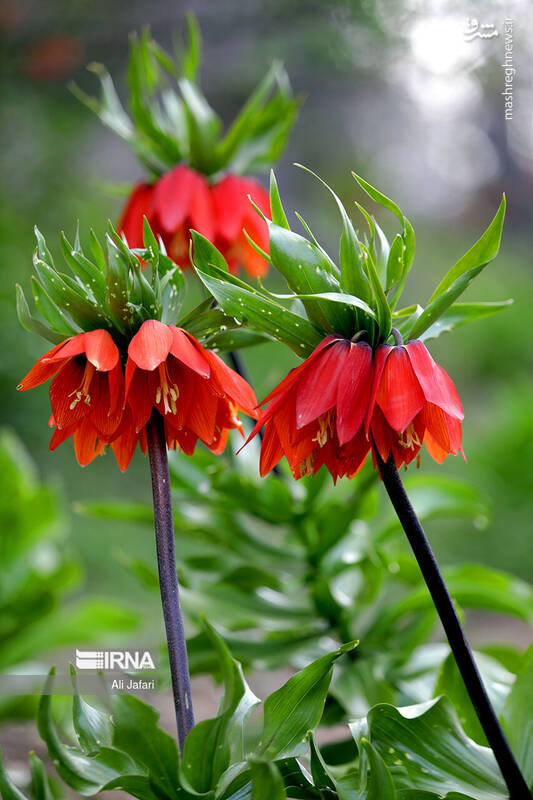 عکس/ دشت لالههای واژگون در ایلام