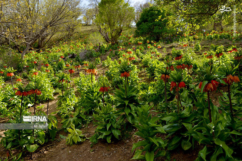 عکس/ دشت لالههای واژگون در ایلام