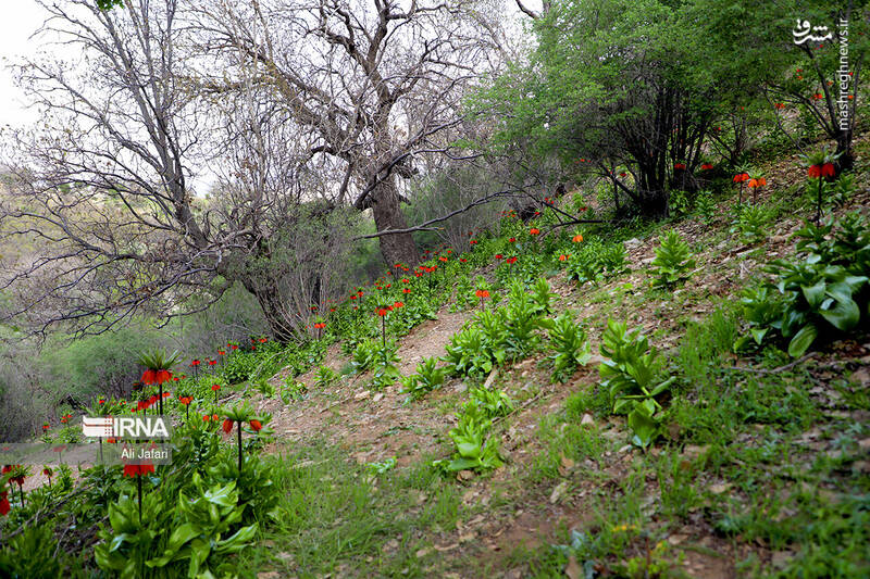 عکس/ دشت لالههای واژگون در ایلام