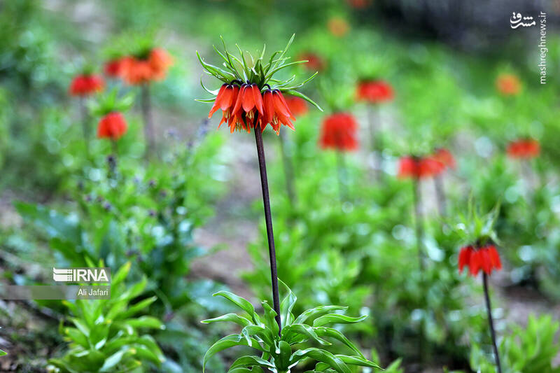 عکس/ دشت لالههای واژگون در ایلام
