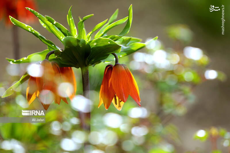 عکس/ دشت لالههای واژگون در ایلام