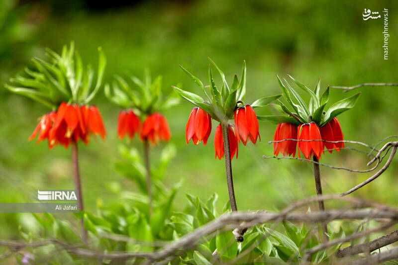 عکس/ دشت لالههای واژگون در ایلام