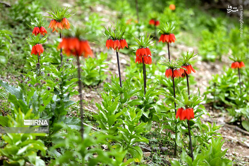 عکس/ دشت لالههای واژگون در ایلام