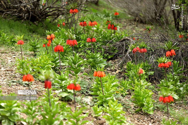 عکس/ دشت لالههای واژگون در ایلام