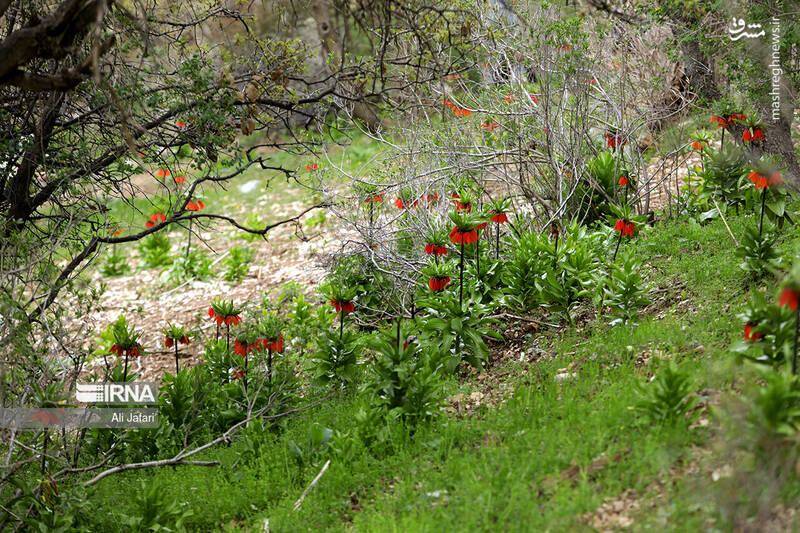 عکس/ دشت لالههای واژگون در ایلام