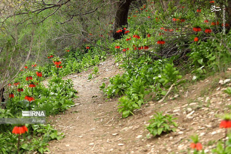عکس/ دشت لالههای واژگون در ایلام