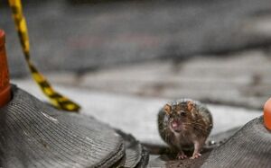 معضل موش‌ها در نیویورک