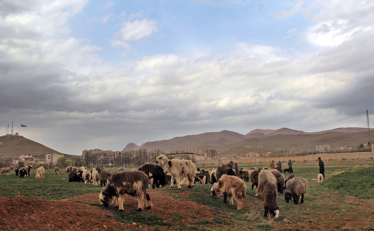 تخریب مراتع، زیر سم دامهای غیربومی