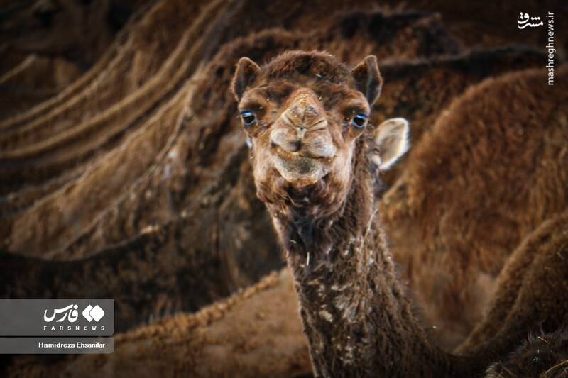 عکس/ "پرورش شتر" در یزد
