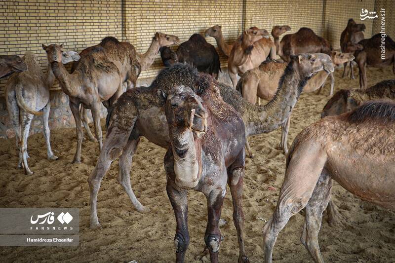 عکس/ "پرورش شتر" در یزد