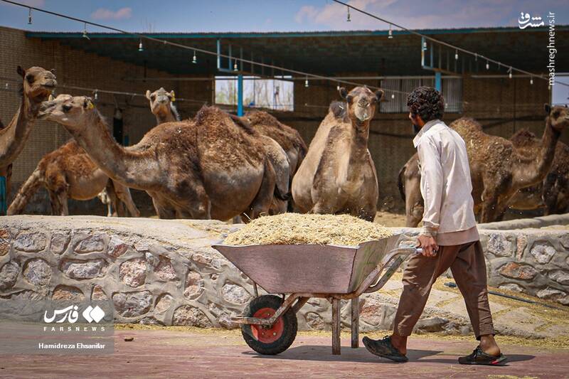 عکس/ "پرورش شتر" در یزد