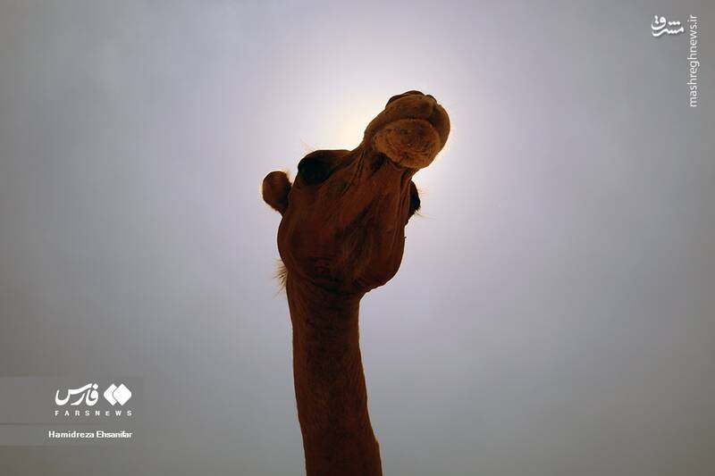 عکس/ "پرورش شتر" در یزد