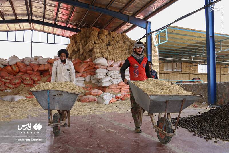 عکس/ "پرورش شتر" در یزد