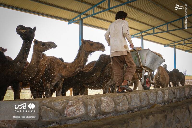 عکس/ "پرورش شتر" در یزد