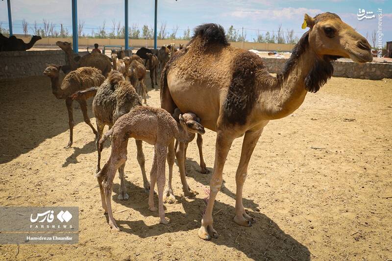 عکس/ "پرورش شتر" در یزد