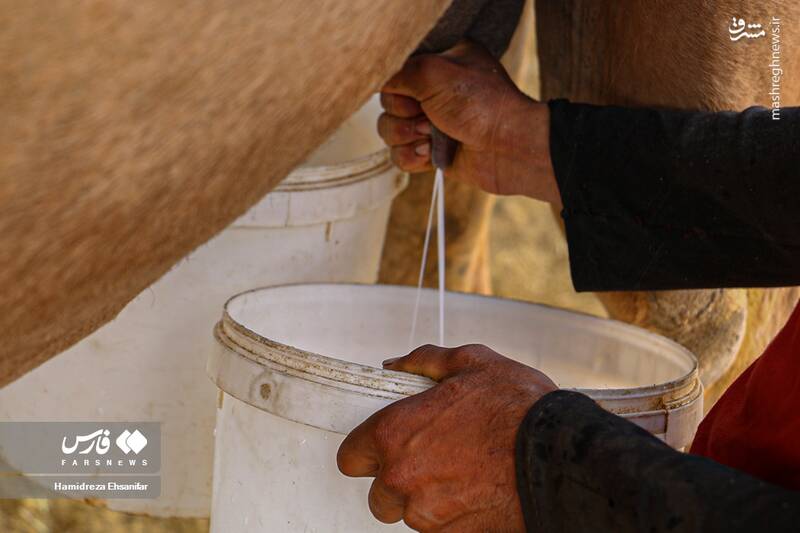 عکس/ "پرورش شتر" در یزد