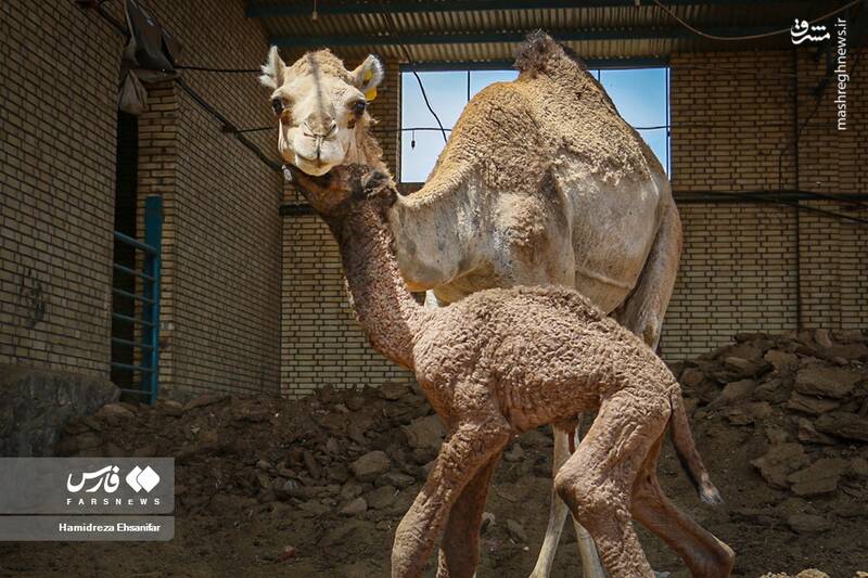 عکس/ "پرورش شتر" در یزد