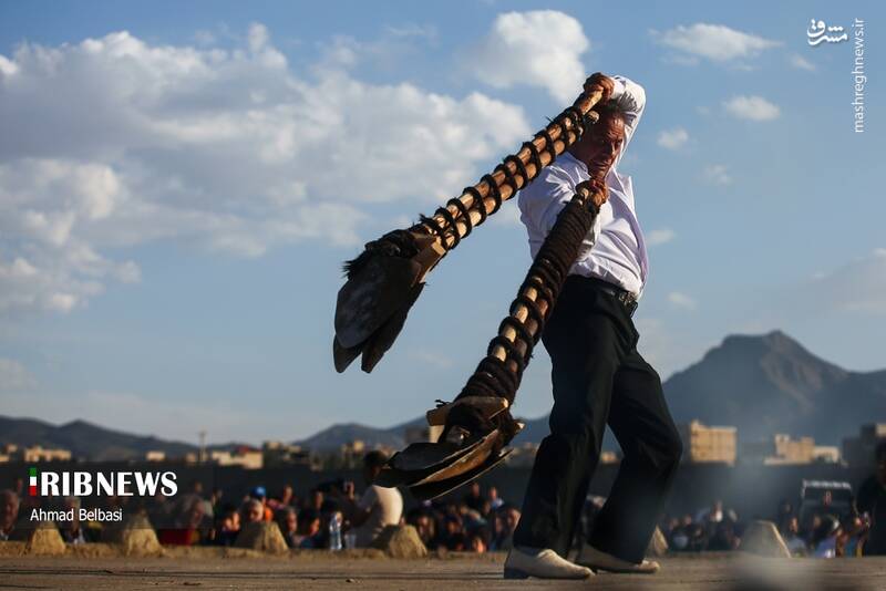 عکس/ آئین سنتی پهلوانی بیل گردانی نیم ور