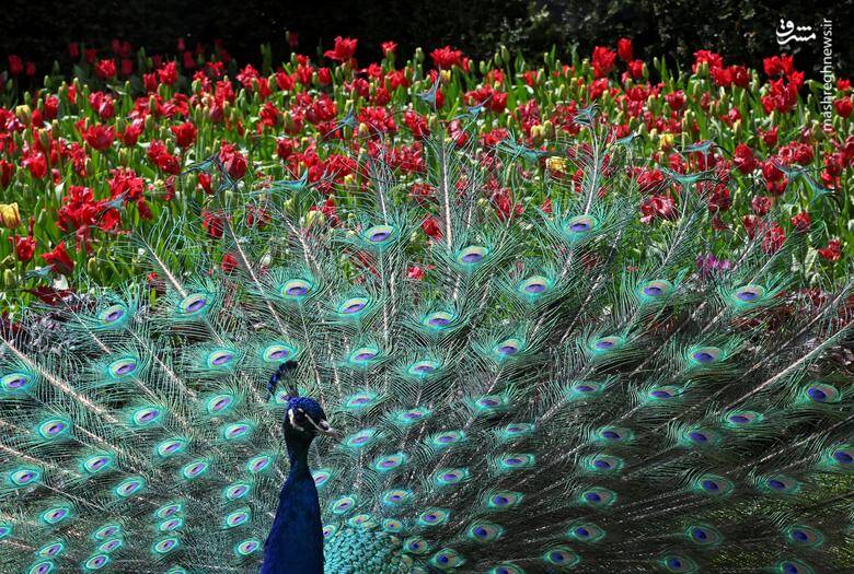 از معدود طاووس‌های باقی مانده در هالند پارک در لندن _ بریتانیا