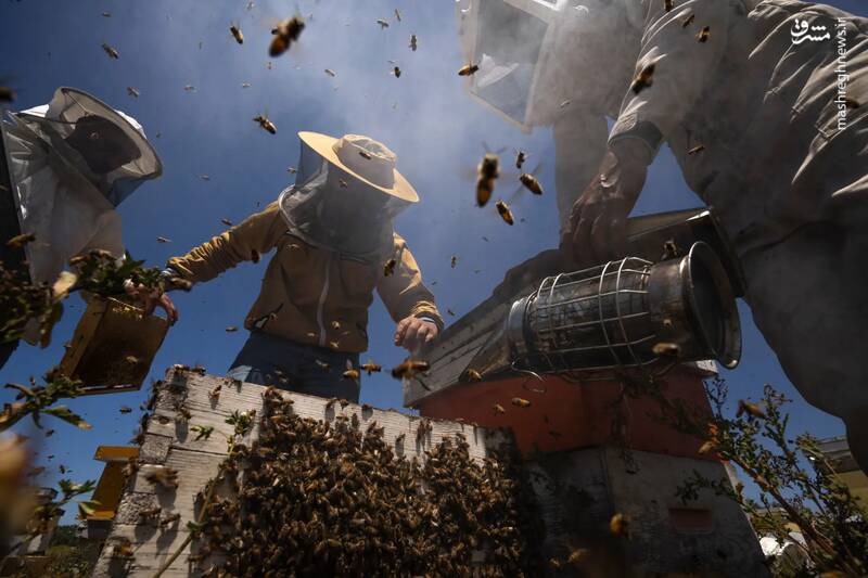 زنبورداران در حال برداشت عسل از کندوها هستند./ نوار غزه