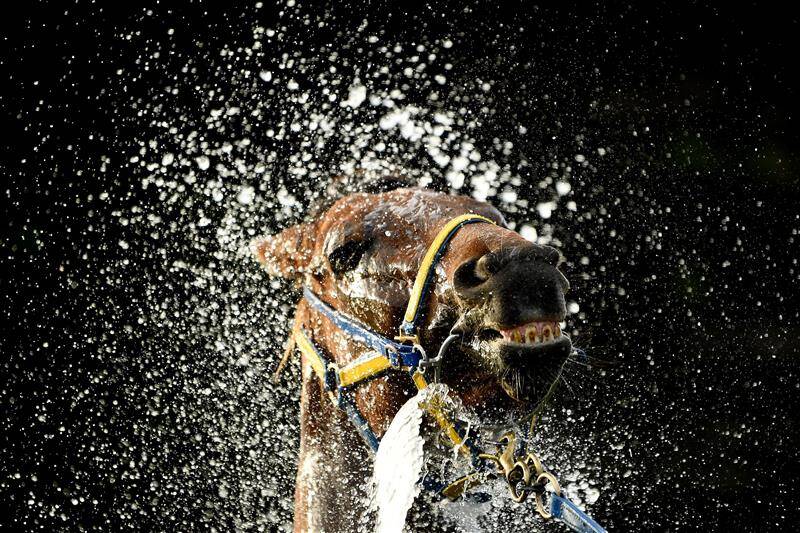 عکس / مسابقات اسب دوانی در استرالیا 12