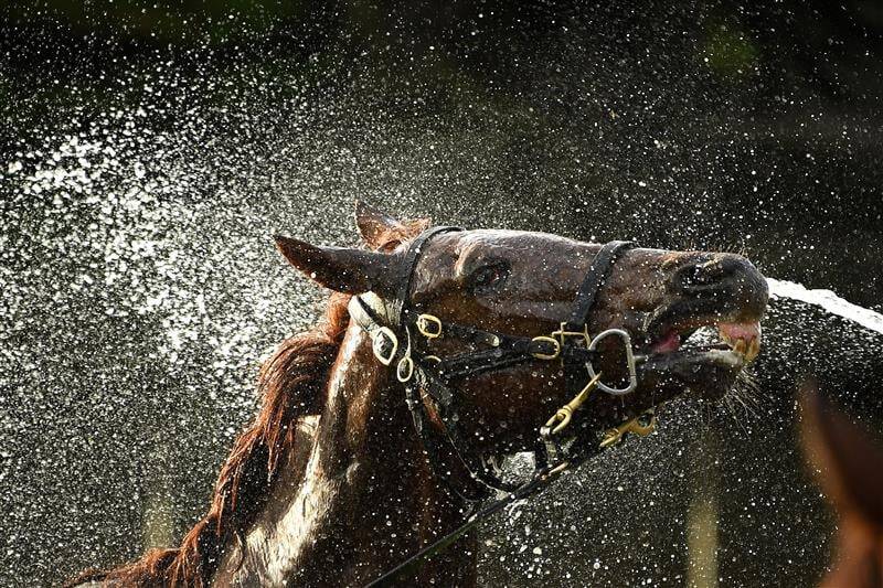 عکس / مسابقات اسب دوانی در استرالیا 4