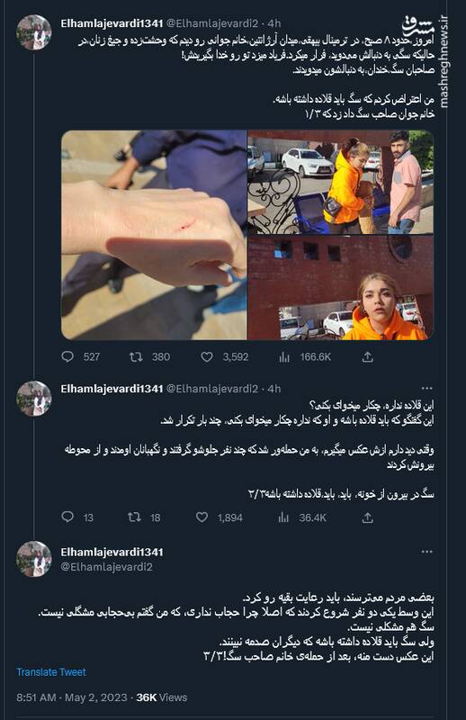 سگهایی که قلاده ندارند!/ تکلیف آنها که میترسند چیست؟