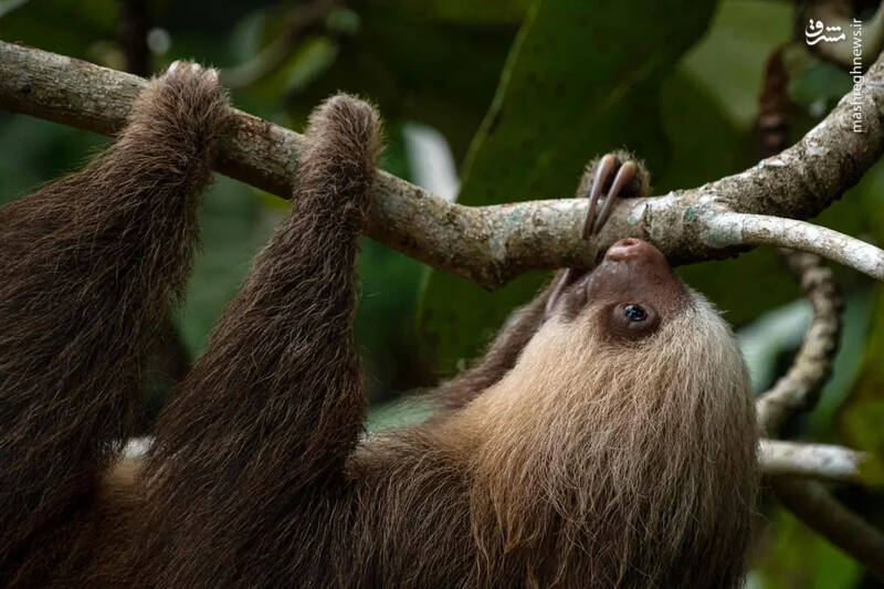 تنبل کاستاریکا از شاخه درخت در پناهگاه نجات این حیوان در کاهویتا، استان لیمون،این کشور آویزان است. 
