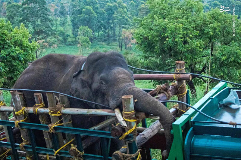 انتقال یک فیل وحشی به نام Arikomban در ایالت کرالا هند . این فیل در پنج سال گذشته روستاییان محلی را به وحشت انداخته و به مغازه ها و خانه ها حمله می کرده است.
