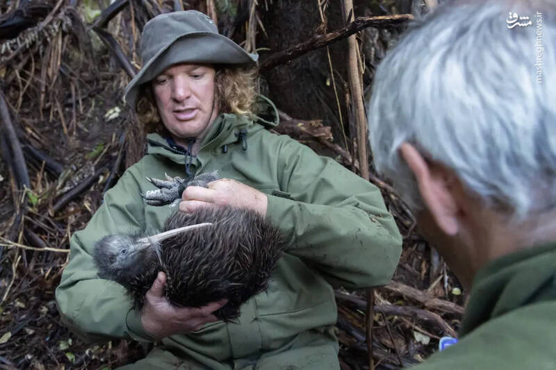  نجات پرندگان ارزشمند نیوزلند از دست شکارچیان غیرقانونی در اطراف تپه های سرسبز ولینگتون .