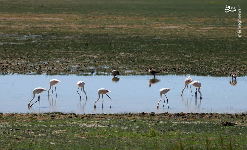 فلامینگوها در مرداب‌های پارک ملی دونانا، جایی که خشکسالی سطح آب را کاهش داده است- اسپانیا