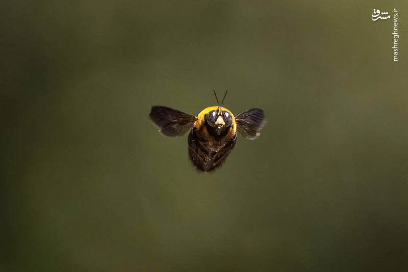 پرواز یک زنبور نجار در پارکی در توکیو ژاپن