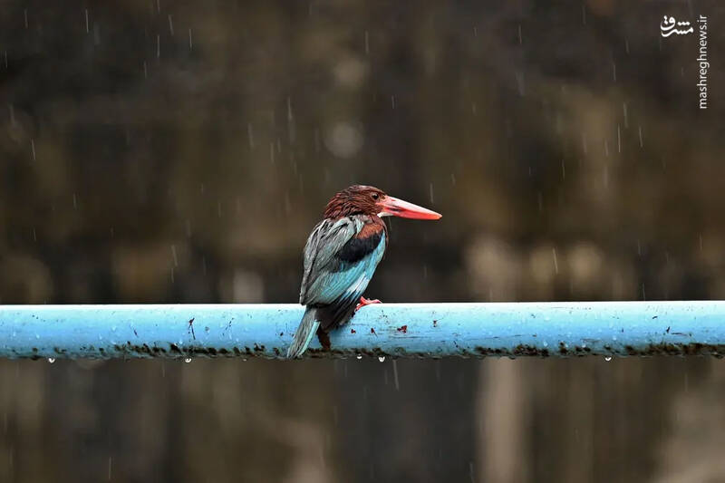 شاه ماهی هنگام بارش باران در چنای هند .