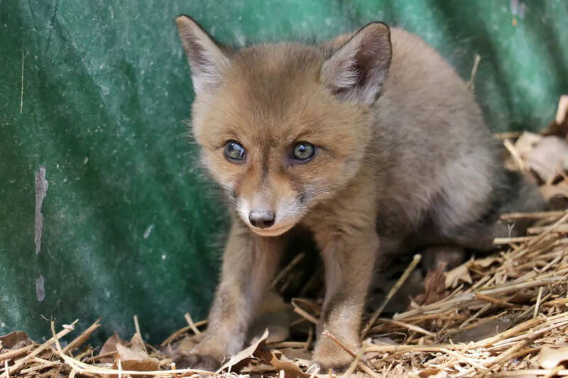 یک توله روباه که توسط کارگران در حین کار جاده سازی پیدا شد، به یک گروه حفاظت از طبیعت در عثمانیه، ترکیه تحویل داده شد.

