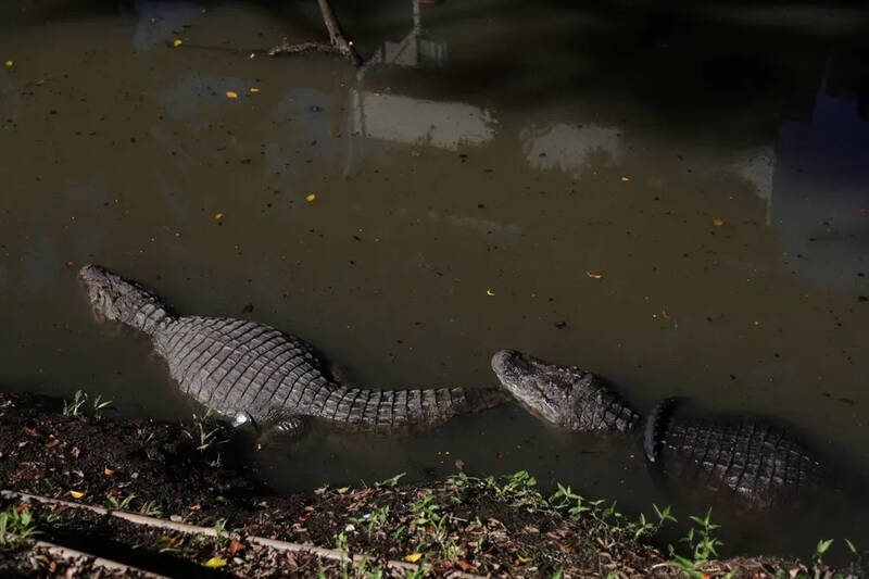 شنای دو تمساح در رودخانه ای نزدیک ریودوژانیرو، برزیل 