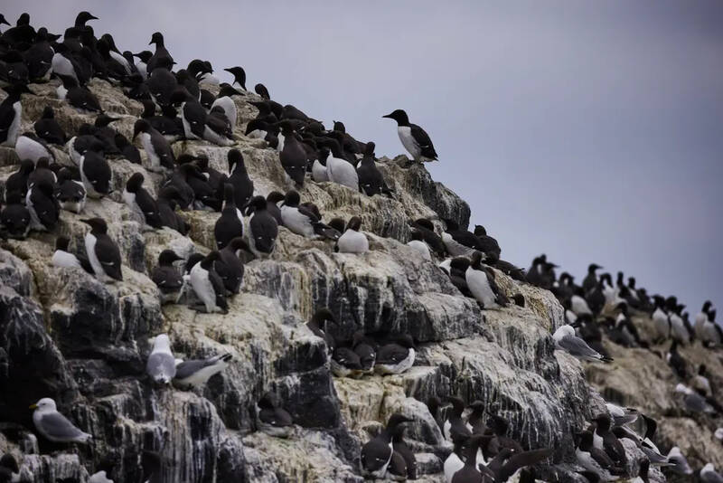  پرنده گیل موت و پرندگان دیگر در صخره‌های جزایر فارن، انگلستان.