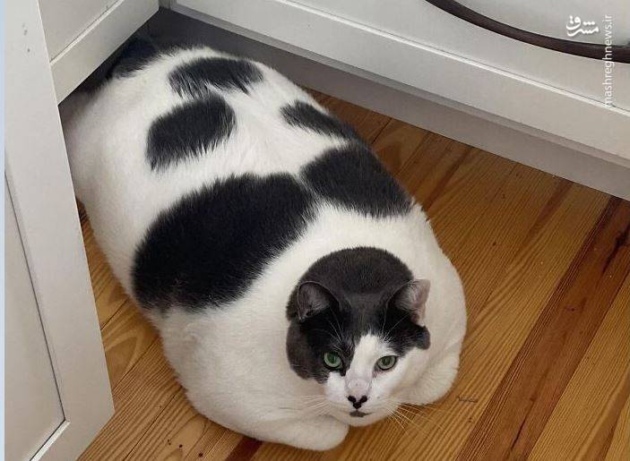 عکس/ گربه 18 کیلویی!