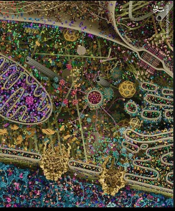 تأمل و سکوت و خضوع و خشوع در محضر خدا تنها با یک تصویر!