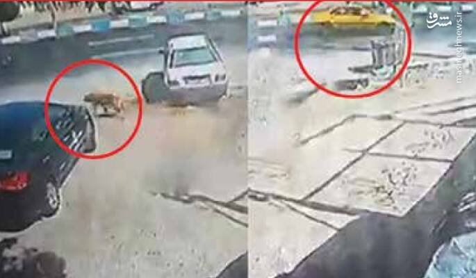 جزئیات حادثه خونین حمله یک سگ در شهریار