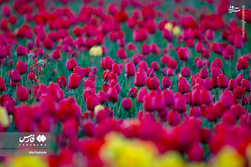 عکس/ مزرعه گلهای لاله در روستای اسپرهخون