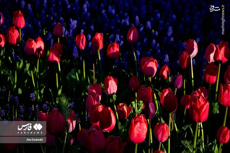 عکس/ مزرعه گلهای لاله در روستای اسپرهخون