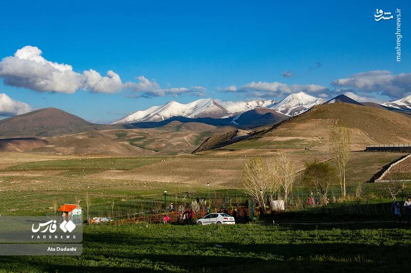 عکس/ مزرعه گلهای لاله در روستای اسپرهخون