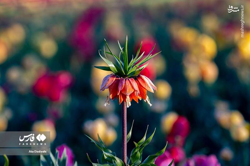 عکس/ مزرعه گلهای لاله در روستای اسپرهخون