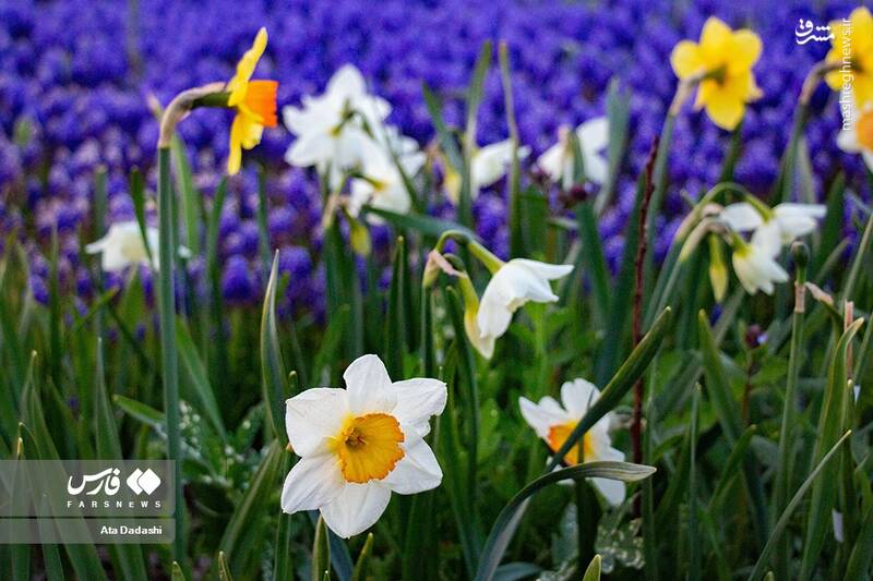 عکس/ مزرعه گلهای لاله در روستای اسپرهخون