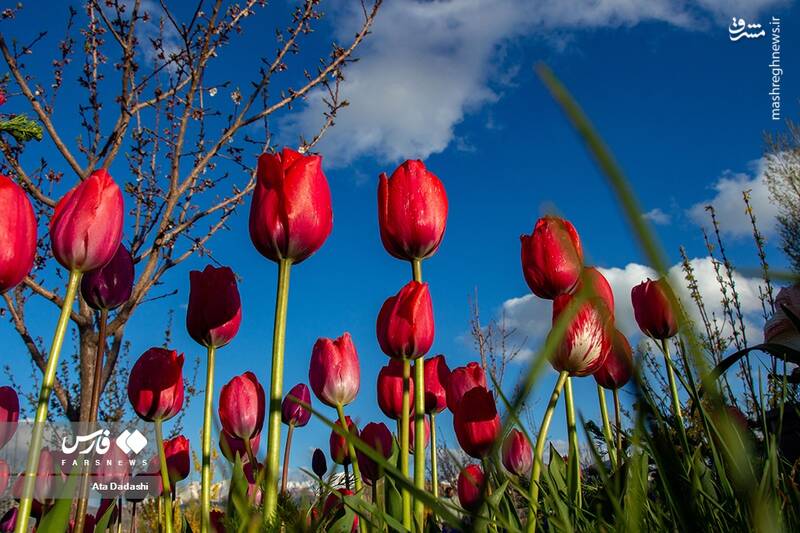 عکس/ مزرعه گلهای لاله در روستای اسپرهخون