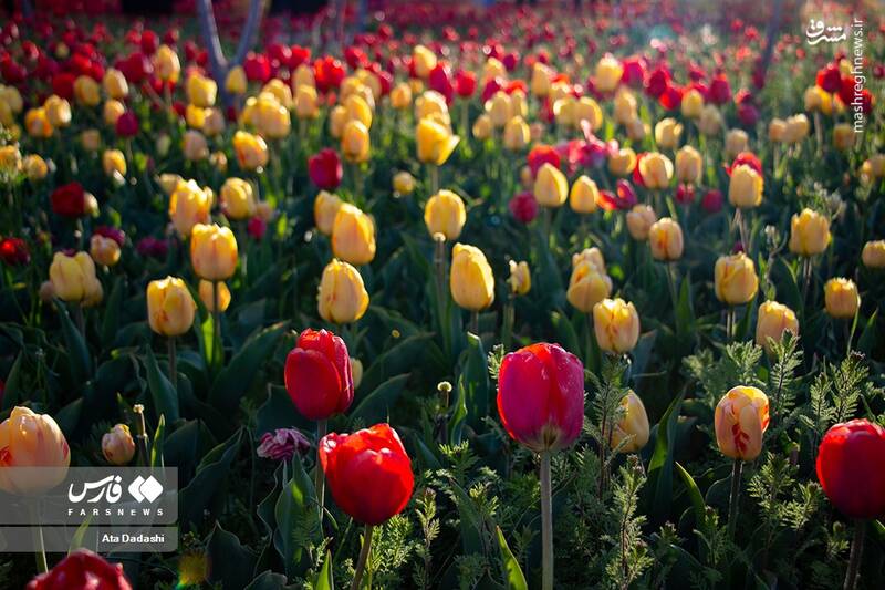 عکس/ مزرعه گلهای لاله در روستای اسپرهخون