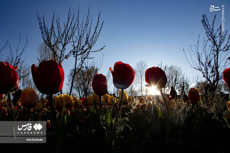 عکس/ مزرعه گلهای لاله در روستای اسپرهخون